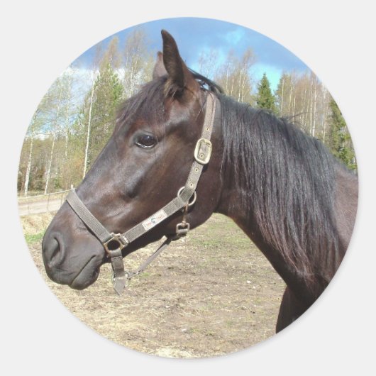 馬のステッカー ラウンドシール (正面)