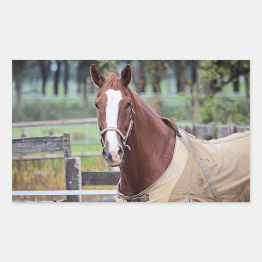 馬のステッカー 長方形シール (正面)