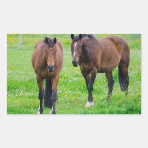 馬のステッカー 長方形シール