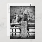 馬のハグ – 馬の愛の写真 ポストカード (正面/裏面)