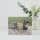 馬のブランケットの上の納屋の子猫たち ポストカード (スタンド正面)