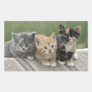 馬のブランケットの上の納屋の子猫たち 長方形シール
