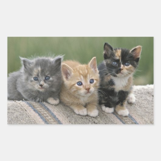 馬のブランケットの上の納屋の子猫たち 長方形シール (正面)