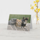 馬のブランケットの上の納屋の子猫 カード (黄色い花)