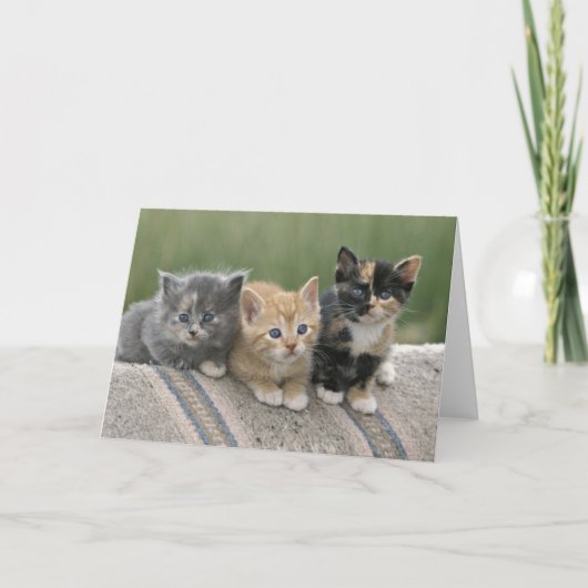 馬のブランケットの上の納屋の子猫 カード (正面)