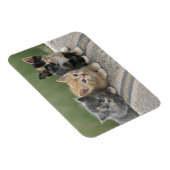 馬のブランケットの上の納屋の子猫 マグネット (右側)