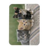 馬のブランケットの上の納屋の子猫 マグネット (縦)