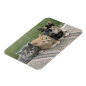 馬のブランケットの上の納屋の子猫 マグネット (左側)