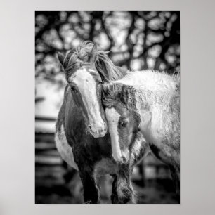 馬のプリント/ポスター ポスター
