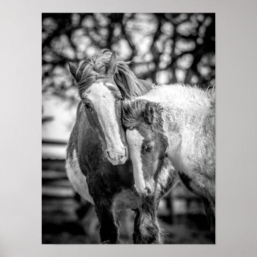 馬のプリント/ポスター ポスター (正面)