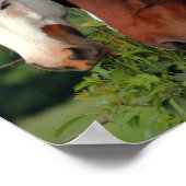 馬のポスターの写真 ポスター (角)