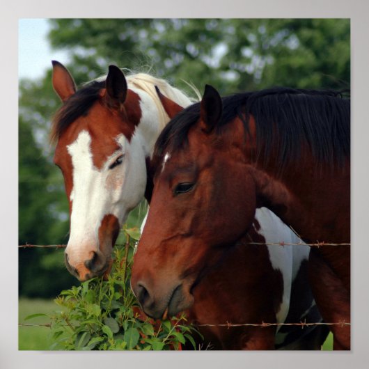 馬のポスターの写真 ポスター (正面)