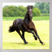 馬のポスター ポスター (正面)