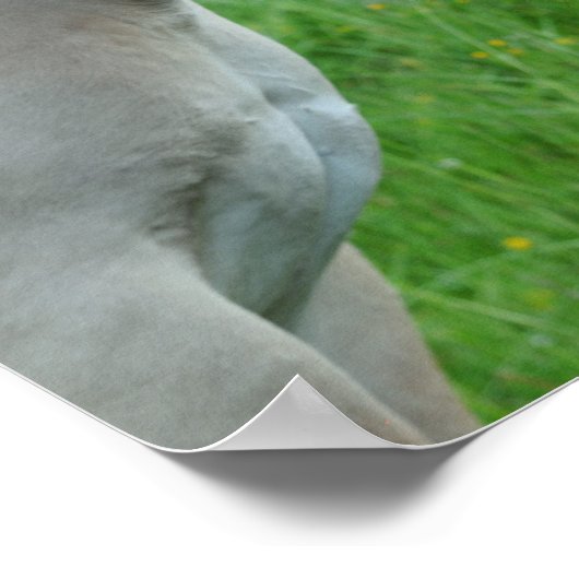 馬のポスター ポスター (角)