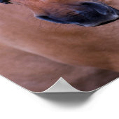 馬のポスター ポスター (角)