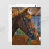 馬のポスター ポストカード (正面/裏面)