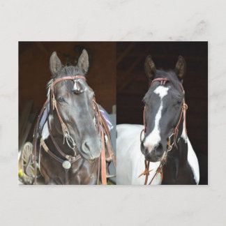 馬のポストカード ポストカード