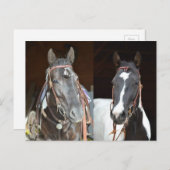 馬のポストカード ポストカード (正面/裏面)