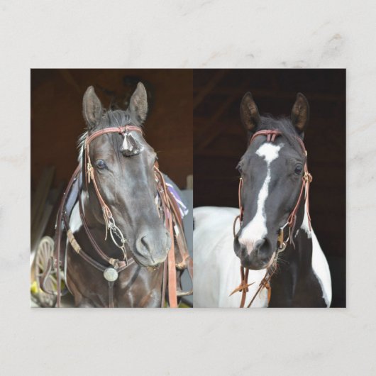 馬のポストカード ポストカード (正面)
