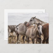 馬のポストカード ポストカード (正面/裏面)
