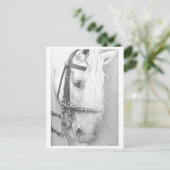 馬のポストカード ポストカード (スタンド正面)