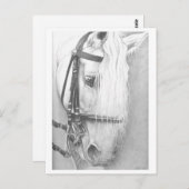 馬のポストカード ポストカード (正面/裏面)