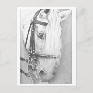 馬のポストカード ポストカード