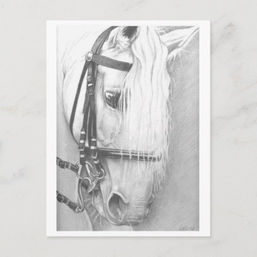 馬のポストカード ポストカード (正面)
