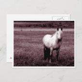 馬のポストカード ポストカード (正面/裏面)