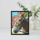 馬のポストカード ポストカード (スタンド正面)