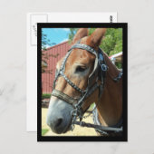 馬のポストカード ポストカード (正面/裏面)