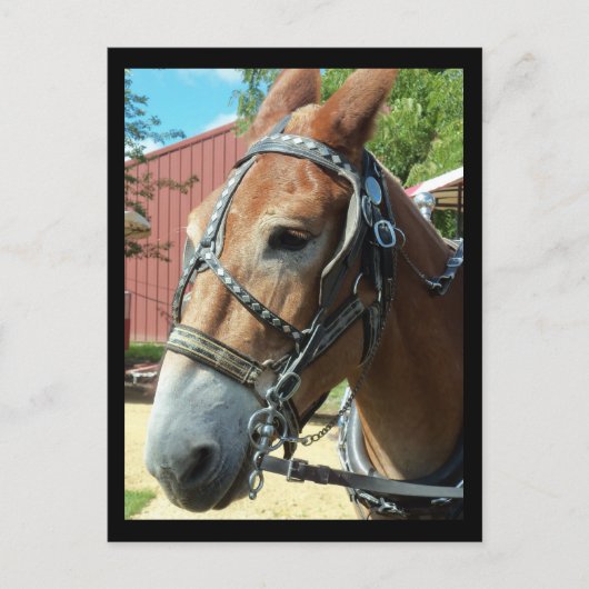 馬のポストカード ポストカード (正面)