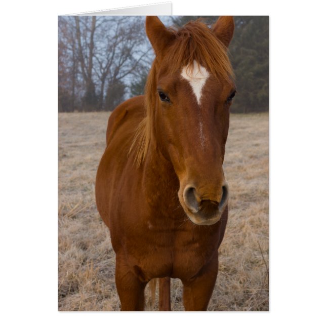 馬のポーズ (正面)