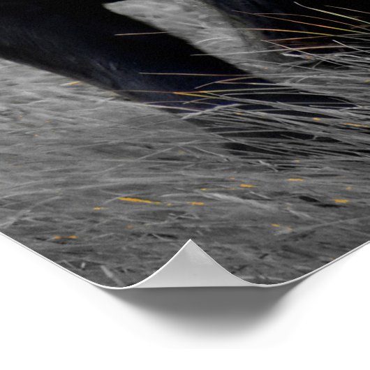 馬のポートレート:選択カラー写真 ポスター (角)