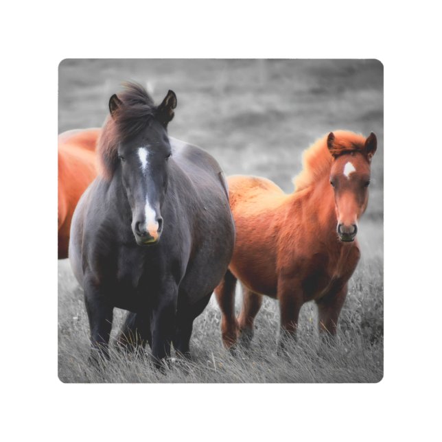 馬のポートレート：選択カラー写真 メタルプリント (正面)