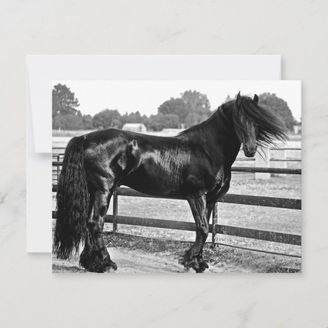 馬のモデリング (正面)