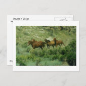 馬のランニングはがき ポストカード (正面/裏面)