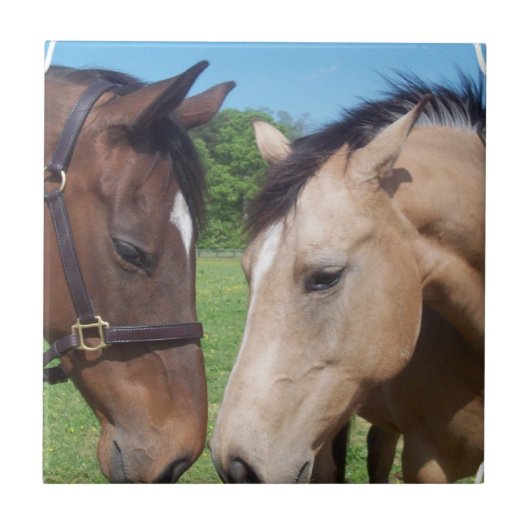 馬のロマンスのタイル タイル (正面)