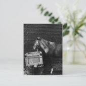 馬の休憩時間 ポストカード (スタンド正面)