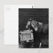 馬の休憩時間 ポストカード (正面/裏面)