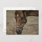 馬の保護施設 ポストカード (正面/裏面)