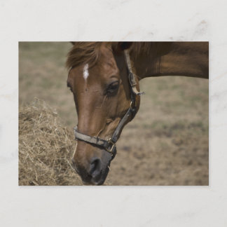 馬の保護施設 ポストカード