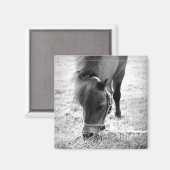 馬の写真タイムレスキープサケ白黒ペットラブ マグネット (正面/裏面)