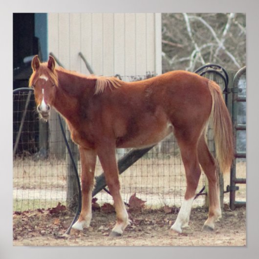 馬の写真ポスター ポスター (正面)
