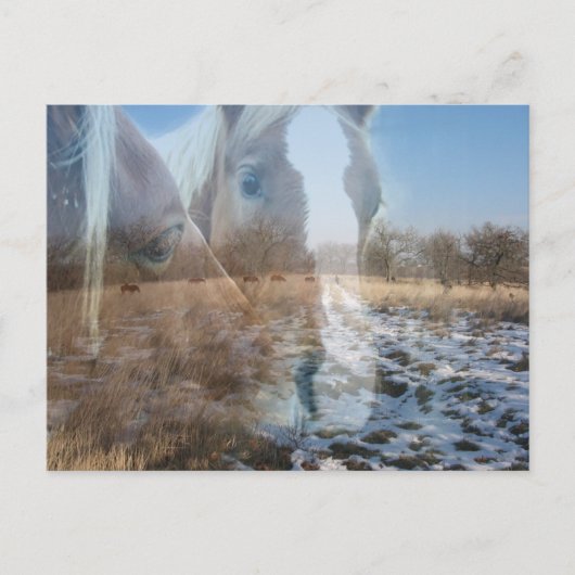 馬の冬の挨拶 ポストカード (正面)