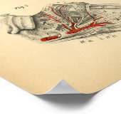 馬の動脈の神経解剖学1908ヴィンテージプリント ポスター (角)