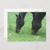 馬の友人の放牧動物はがき ポストカード (正面/裏面)