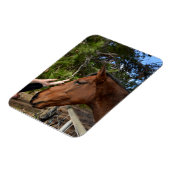 馬の友人の永遠に、柔軟な磁石 マグネット (左側)