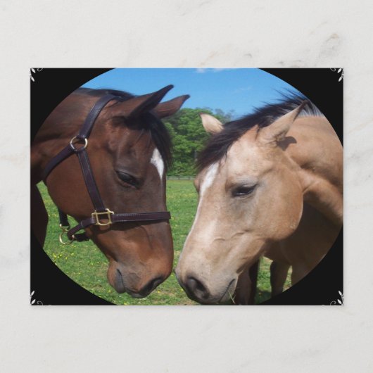 馬の友達 ポストカード (正面)