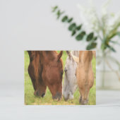 馬の友達 ポストカード (スタンド正面)